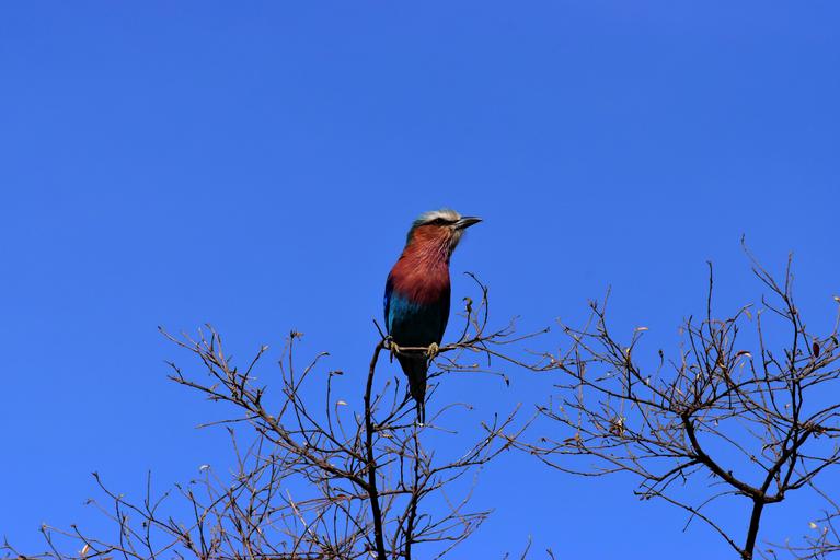 Free Images - wildlife birds jungle species