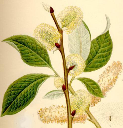 Salix caprea РїР»РѕРґС‹