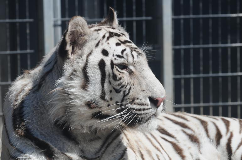 Free Images - royal white bengal tiger 14