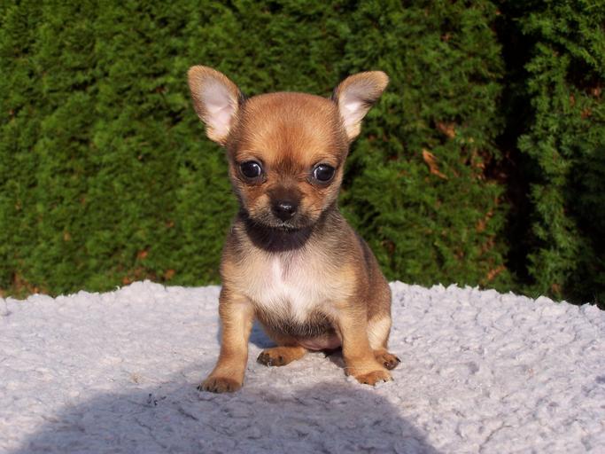 chihuahua toy puppy