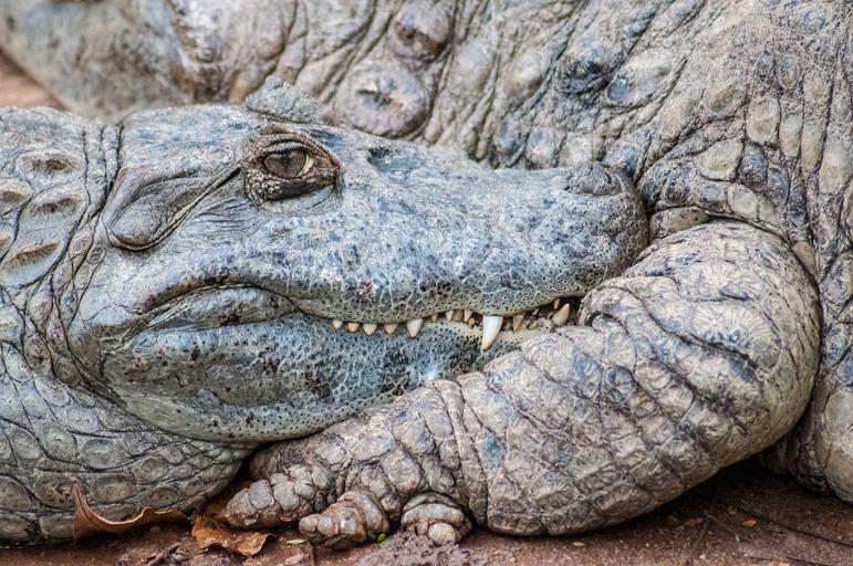 Free Images - crocodylidae in sao paulo