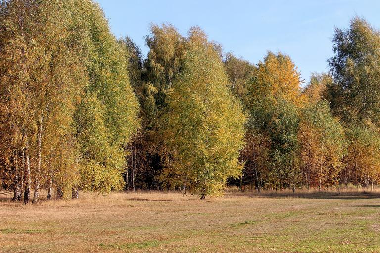 Free Images - autumn colours trees fall 2