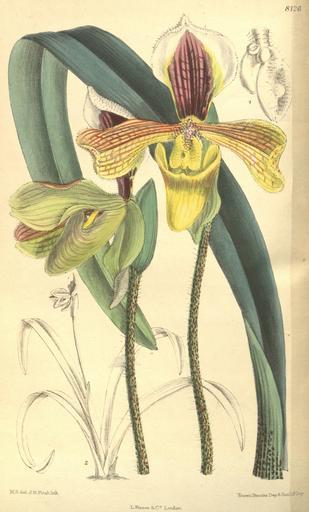 Free Images Curtiss Botanical Magazine Tab