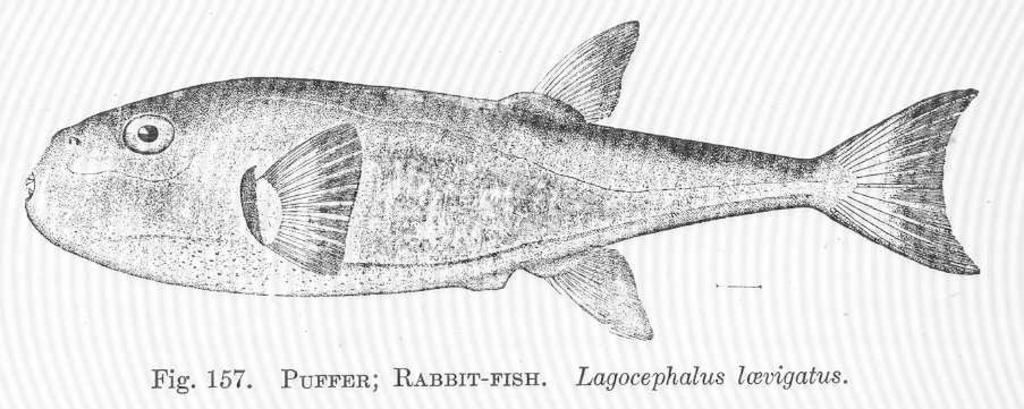 Lagocephalus scelaratus