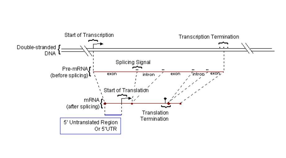 UTR Region. 3 Prime Region DNA.