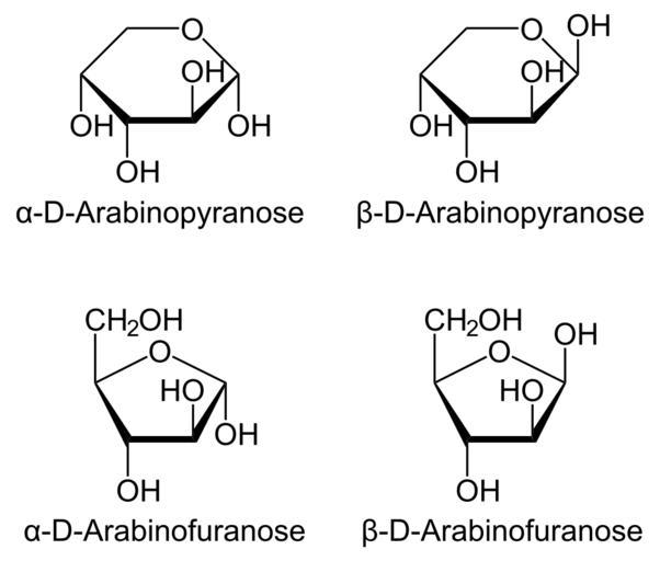 beta arabinose