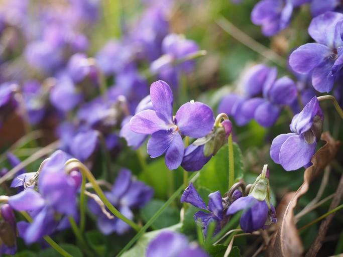 Free Images - Search for violets