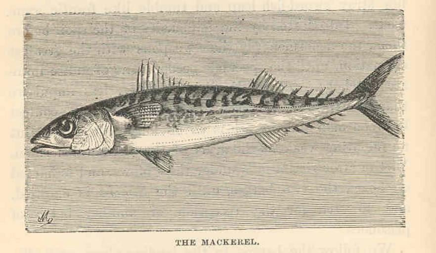 Mackerel перевод. Дохлая макрель. Мина макрель. Макрель герои произведения. Раскраска Cream Mackerel "pseudo-Taddy" Cat.