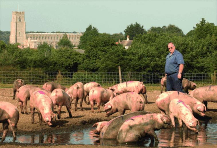 Среди свиней. Свиньи на ферме. Большой поросенок ферма. Свинка большая на ферме. Эко ферма свиноводство.