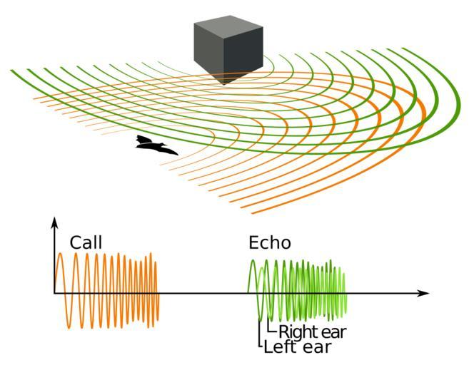 Free Images - animal echolocation svg