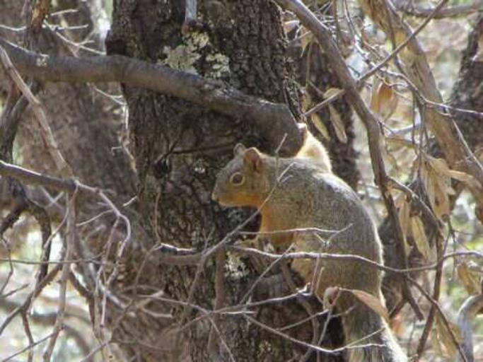 Free Images - mexican fox squirrel sciurus