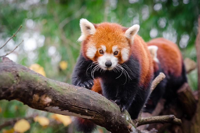 Free Images - red panda 394