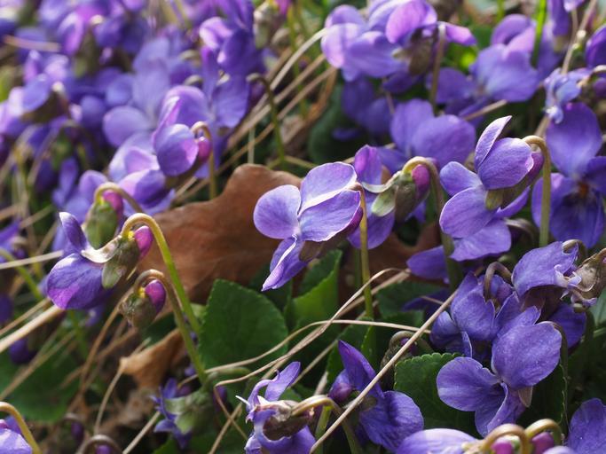 Free Images - Search for violets