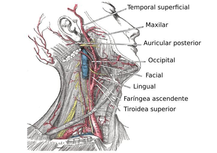 Free Images - arteria carotida externa svg