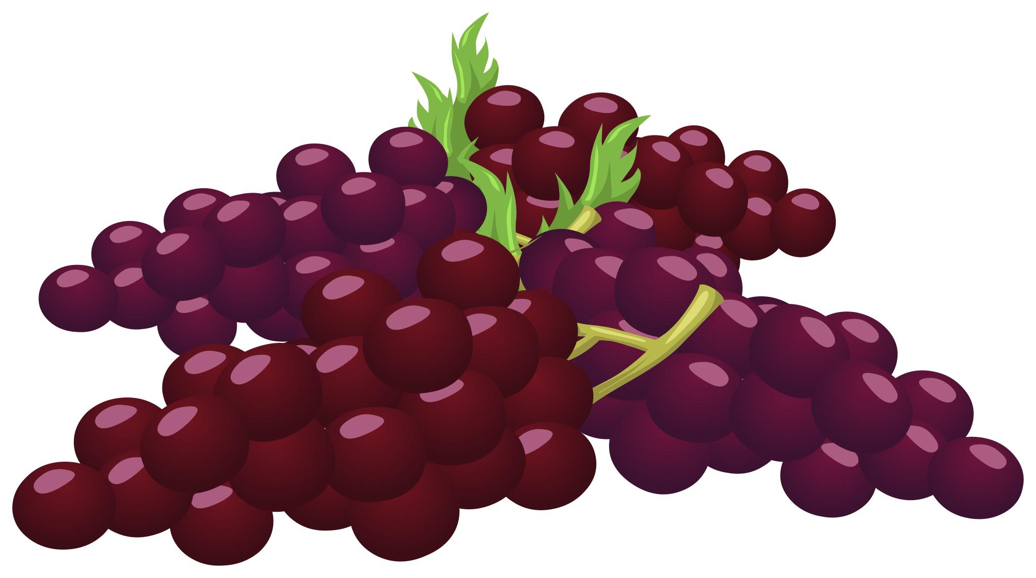 Красный виноград вектор