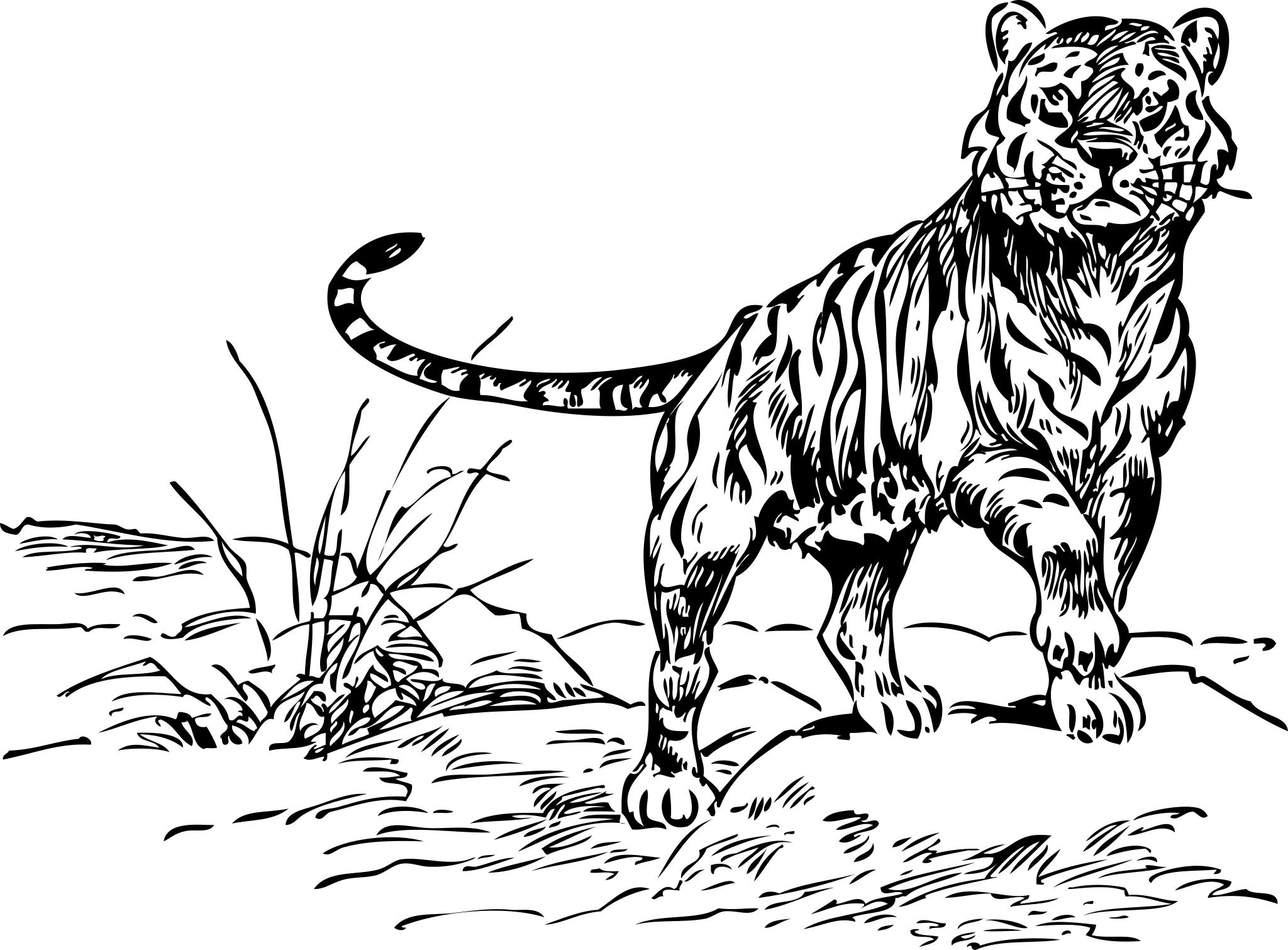 Тигр рисунок для выжигания