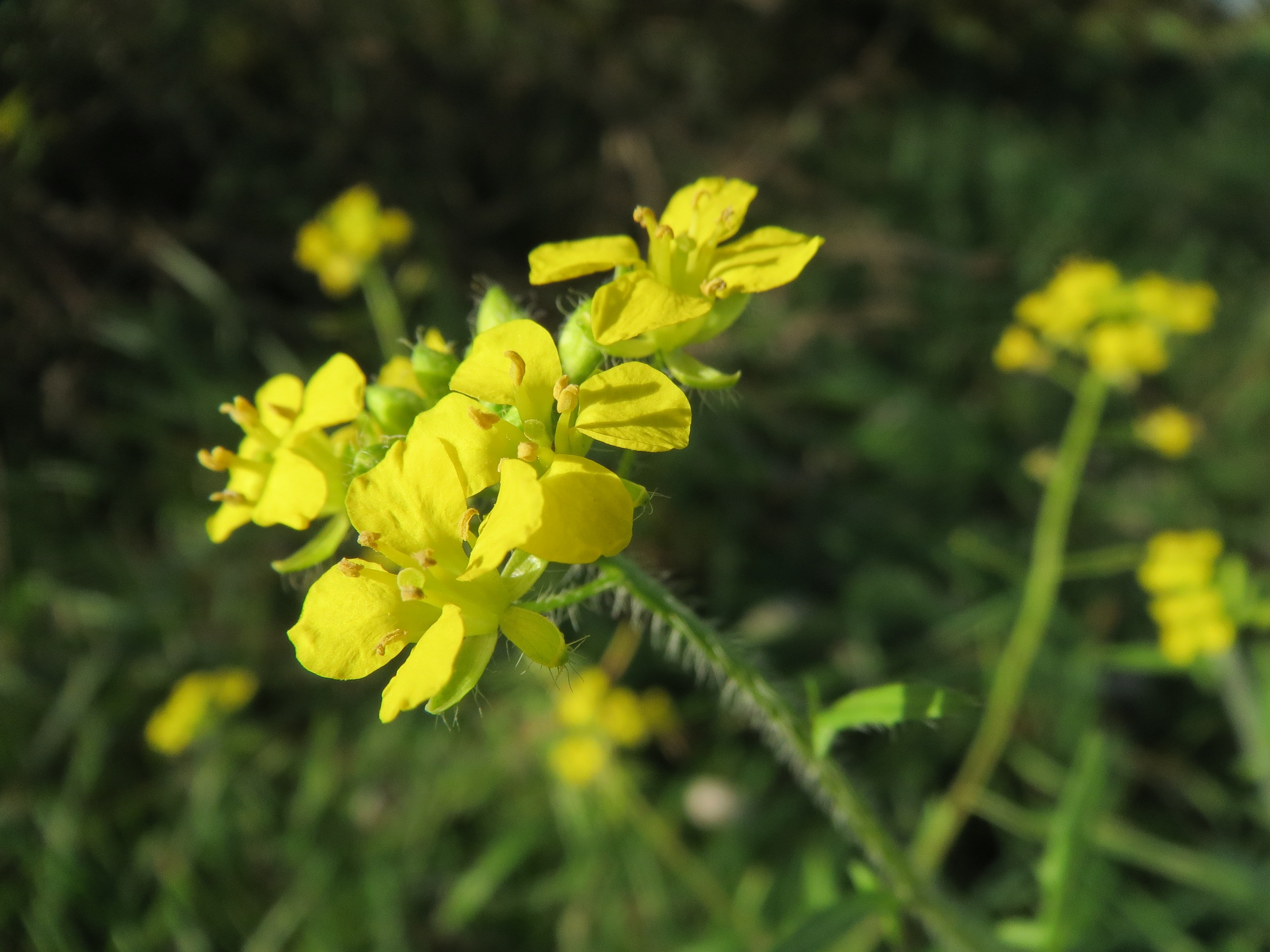 Free Images - sisymbrium loeselii 848835