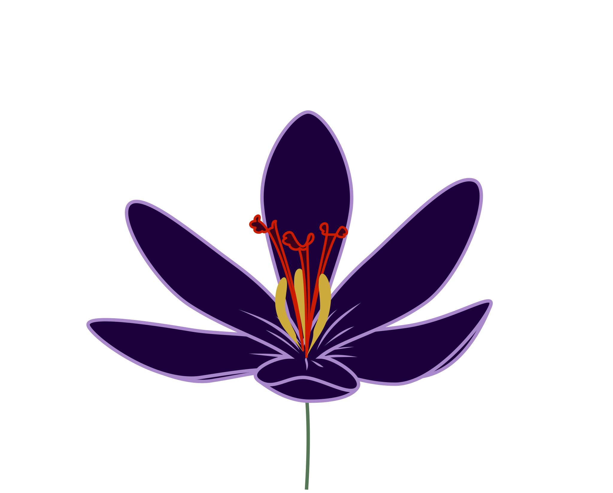 Шафран цветок