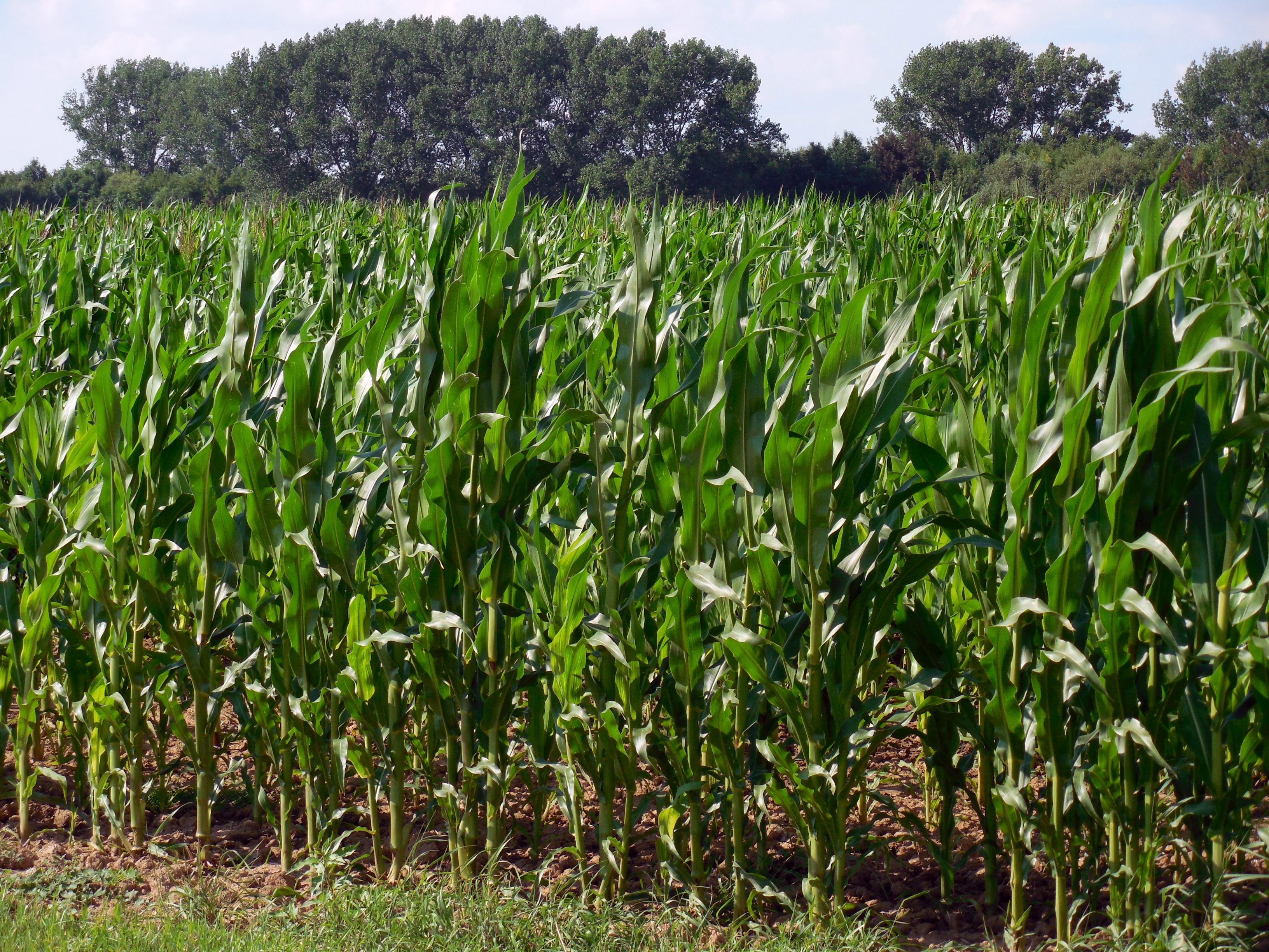 Free Images - cornfield corn field agriculture 1