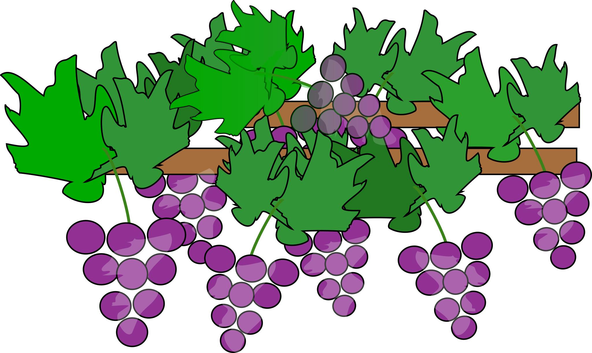 Виноград куст для детей