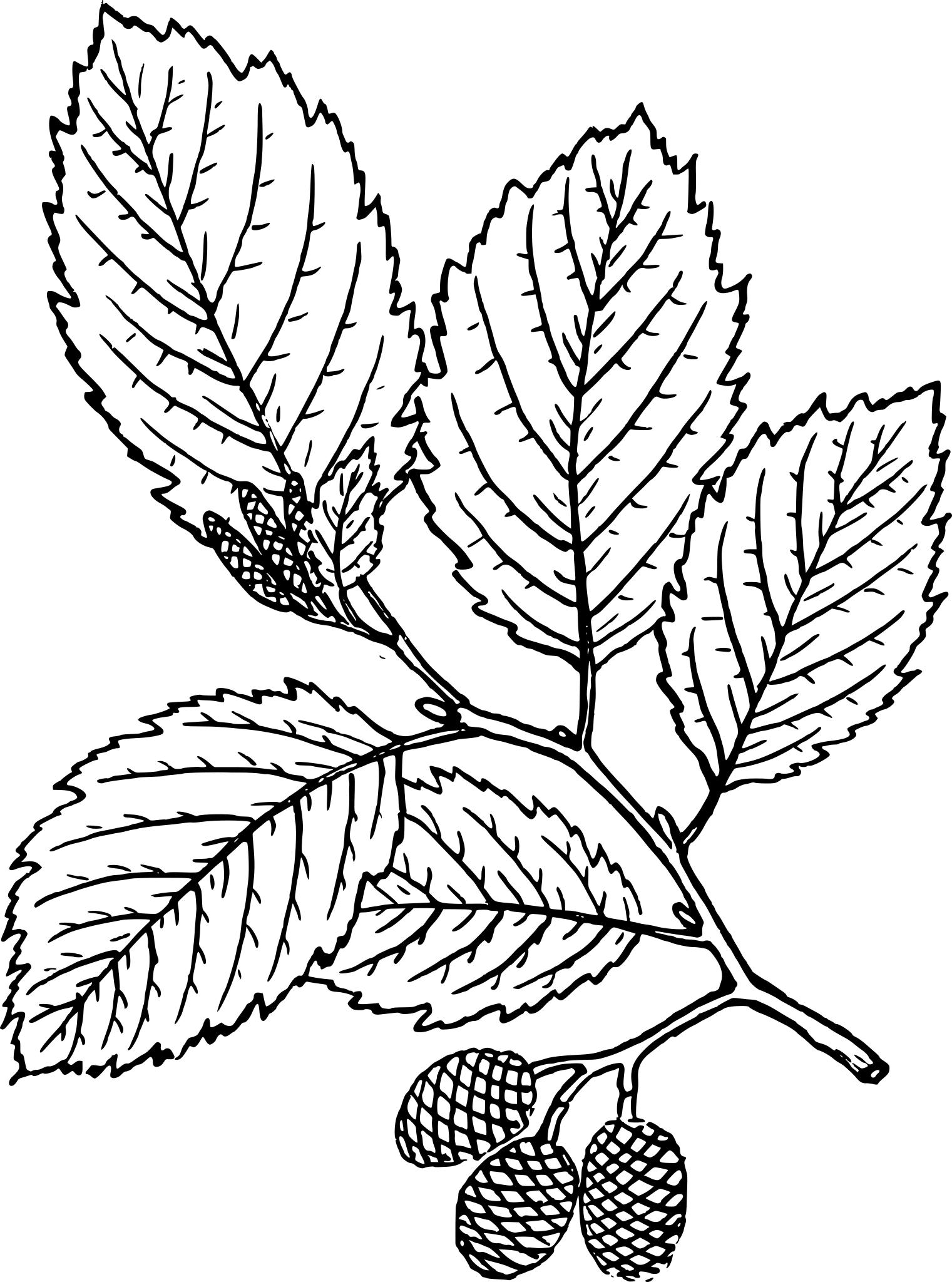 Раскраска ветка дерева с листьями