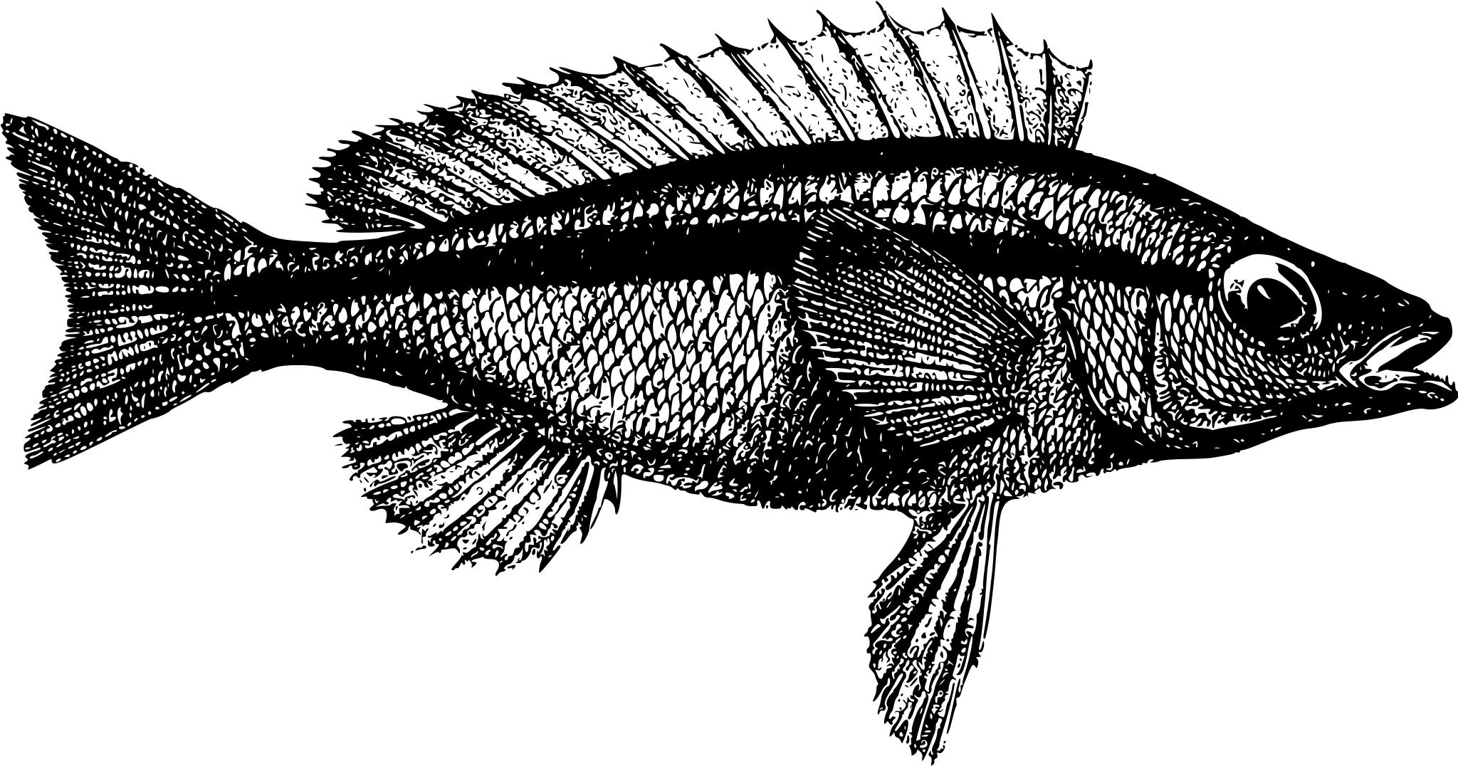 Рыба чб на прозрачном фоне