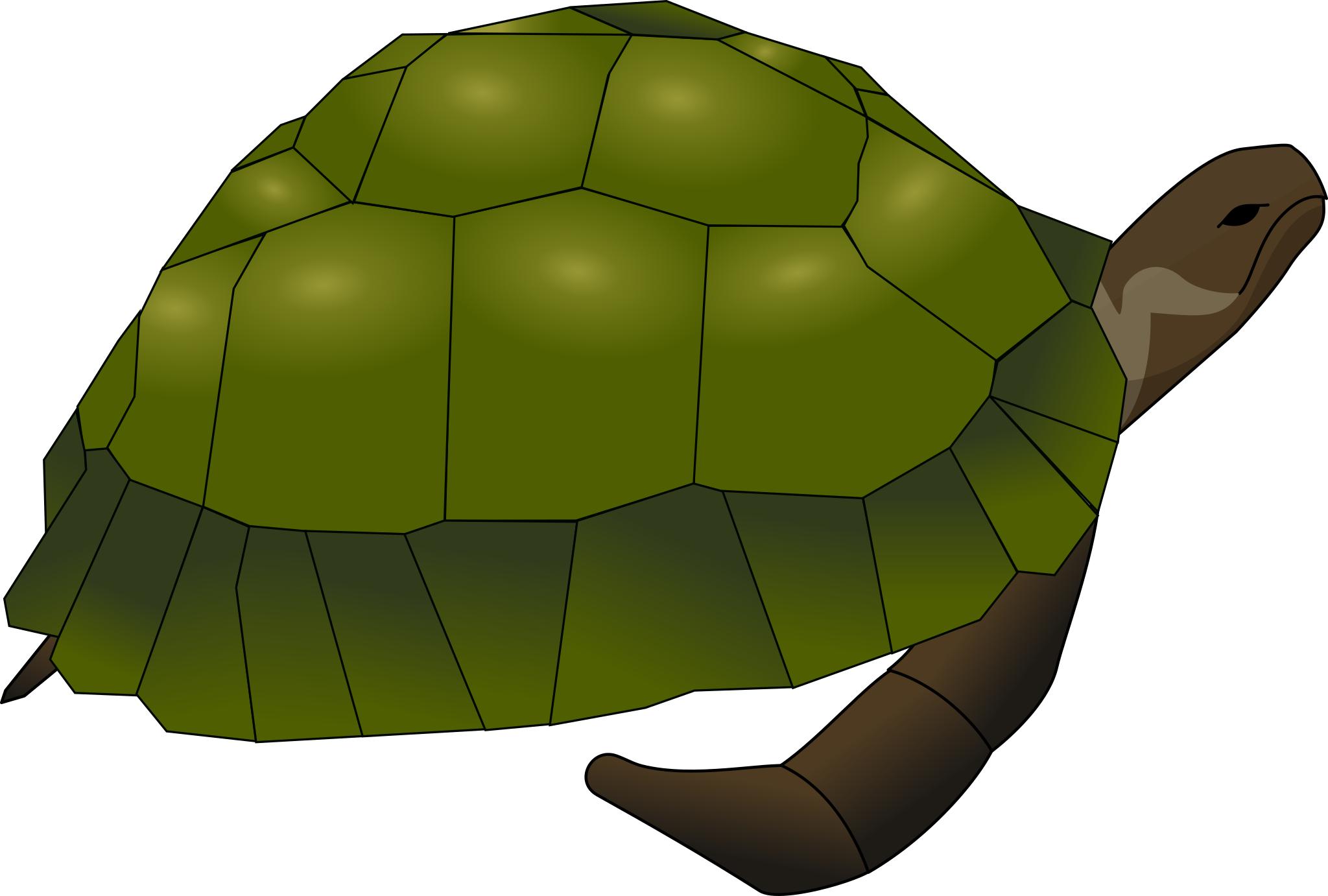 Черепаха на зелёном фоне