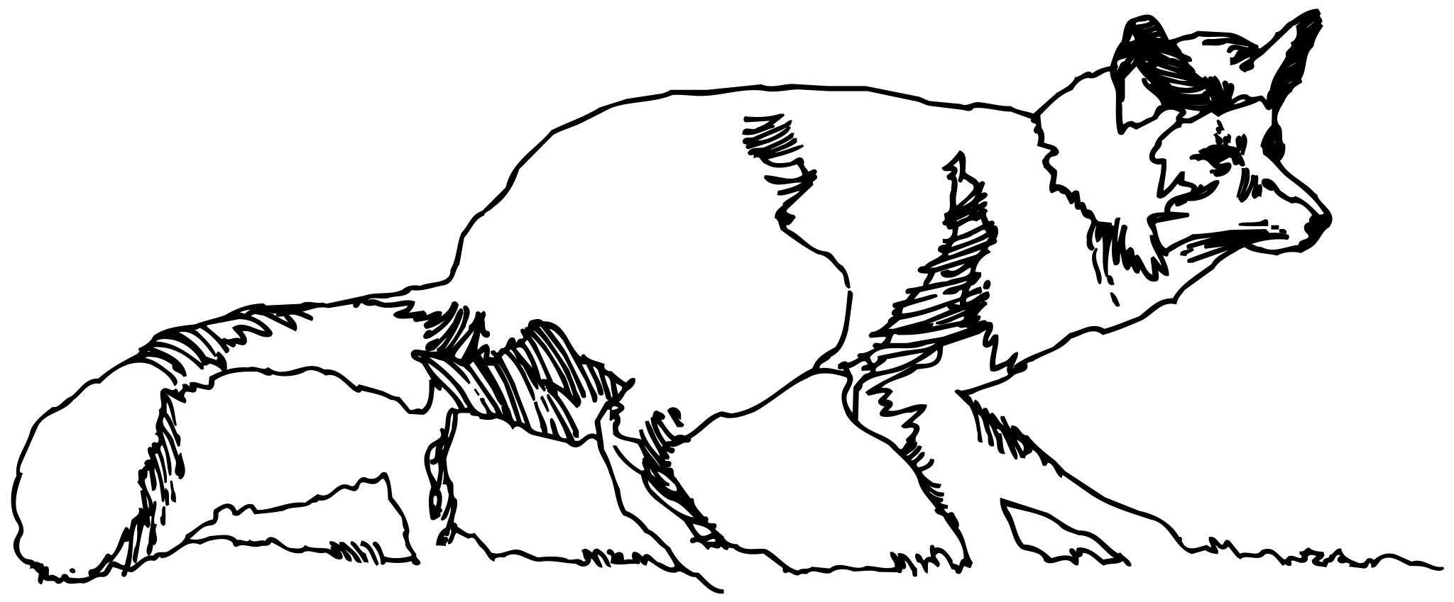 Рисунок хвост животного ч.б