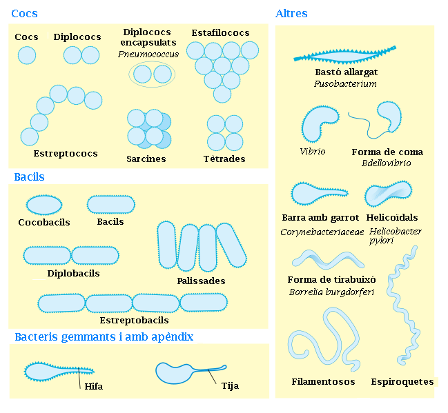 Free Images - diagrama de morfologies bacterianes