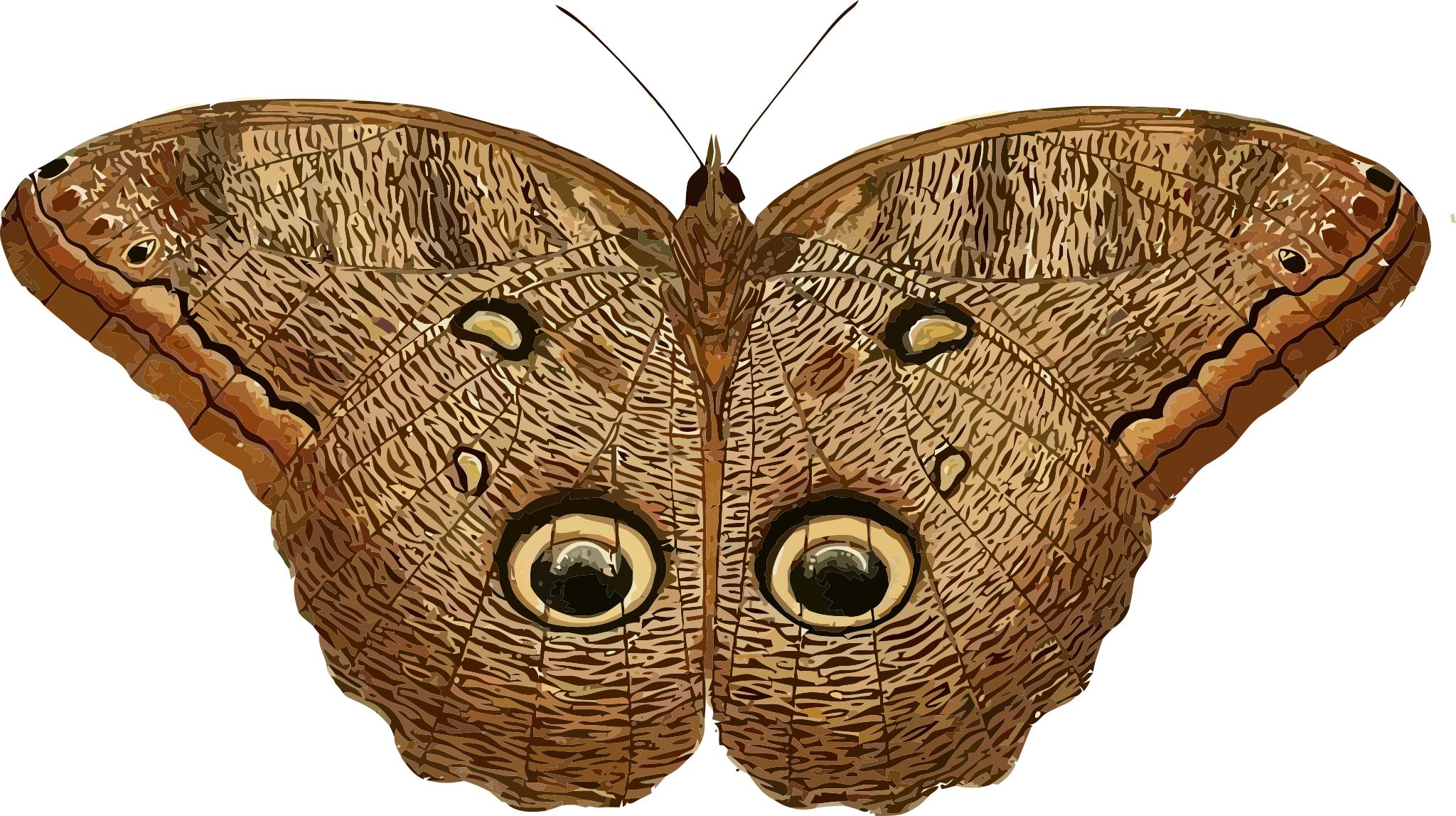 Бабочка Калиго Эврилокус
