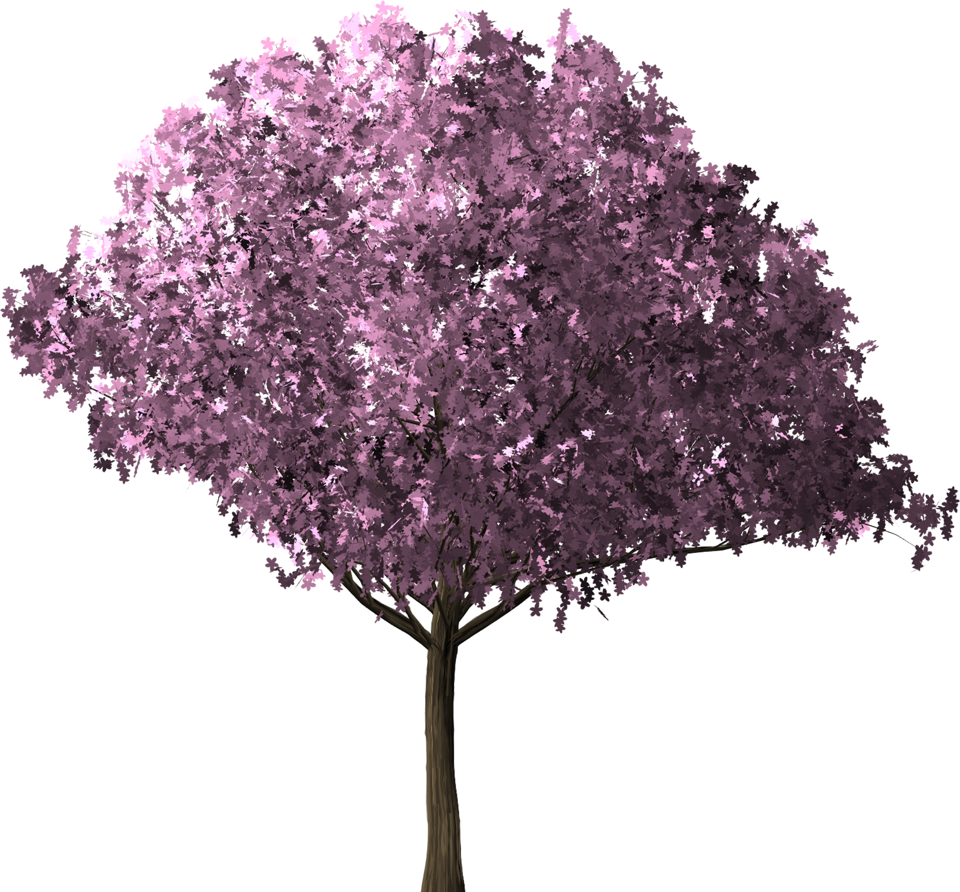Free Images - cherry blossom tree cherry 3