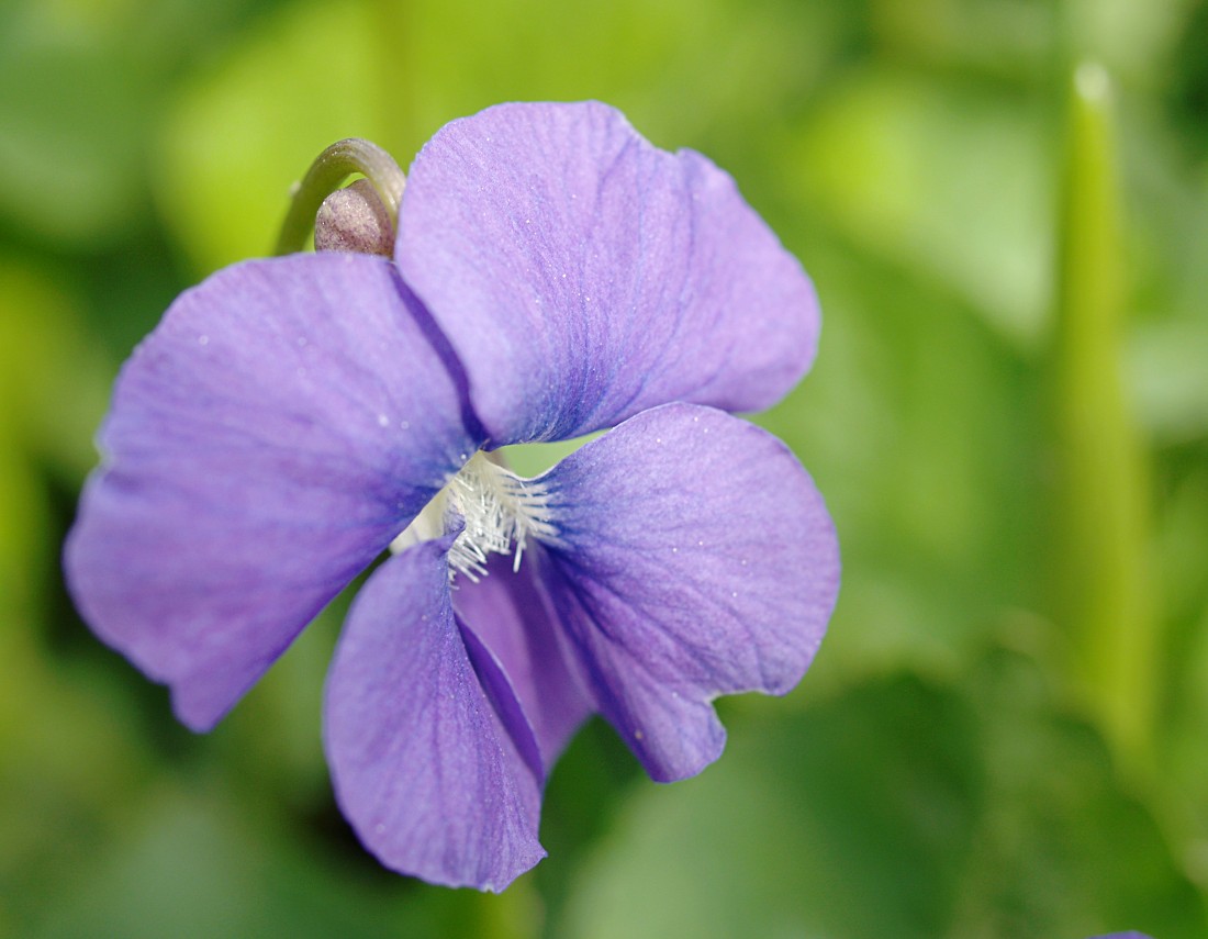 Violet wildlife. Violet Gantels. Núi Violet. Violet duxileri. Violets.