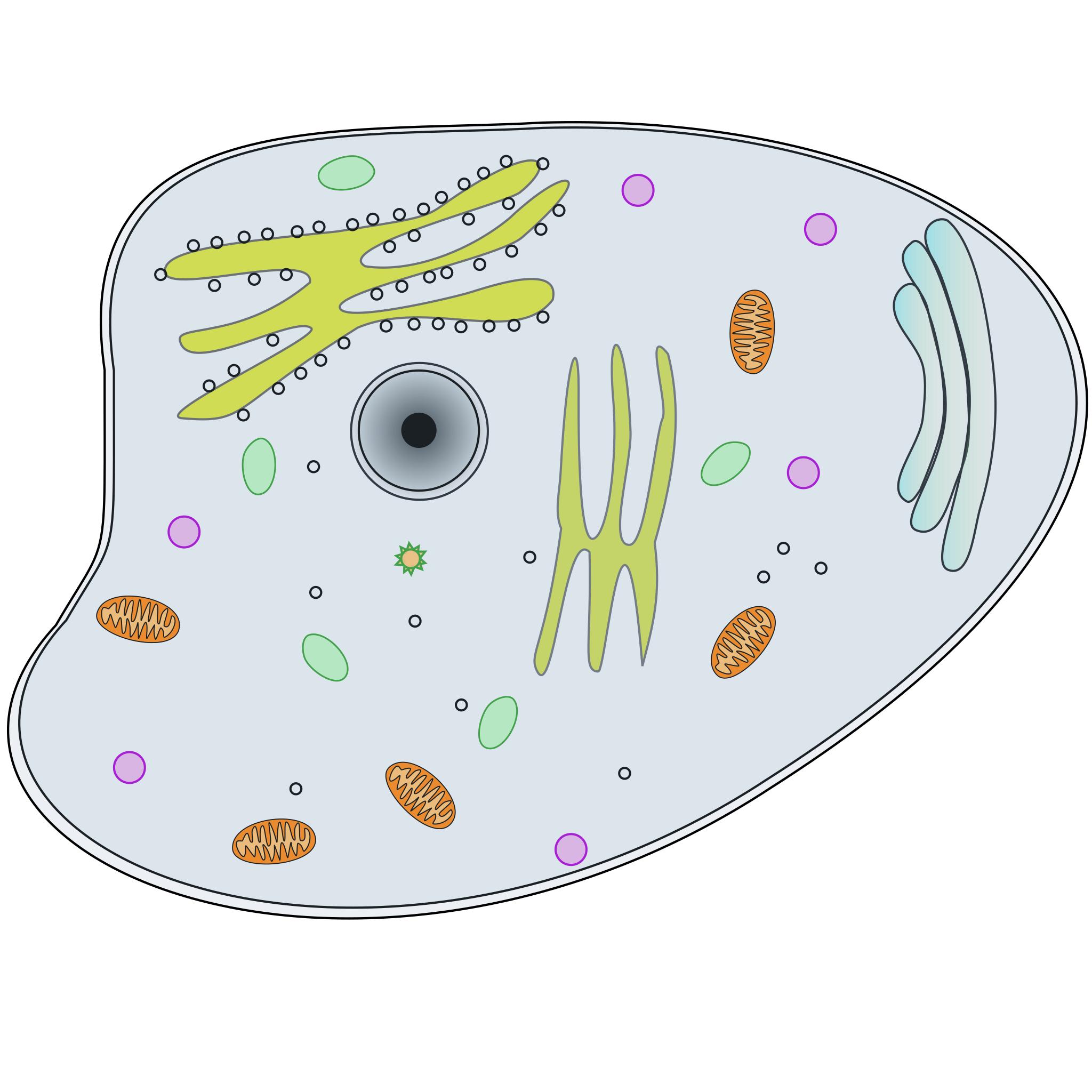 Цитоплазма эукариотической клетки рисунок