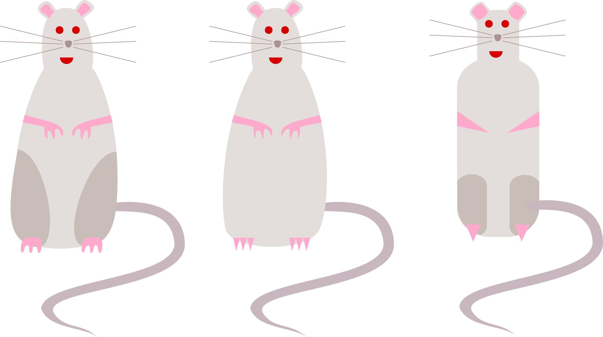 Лабораторная крыса рисунок