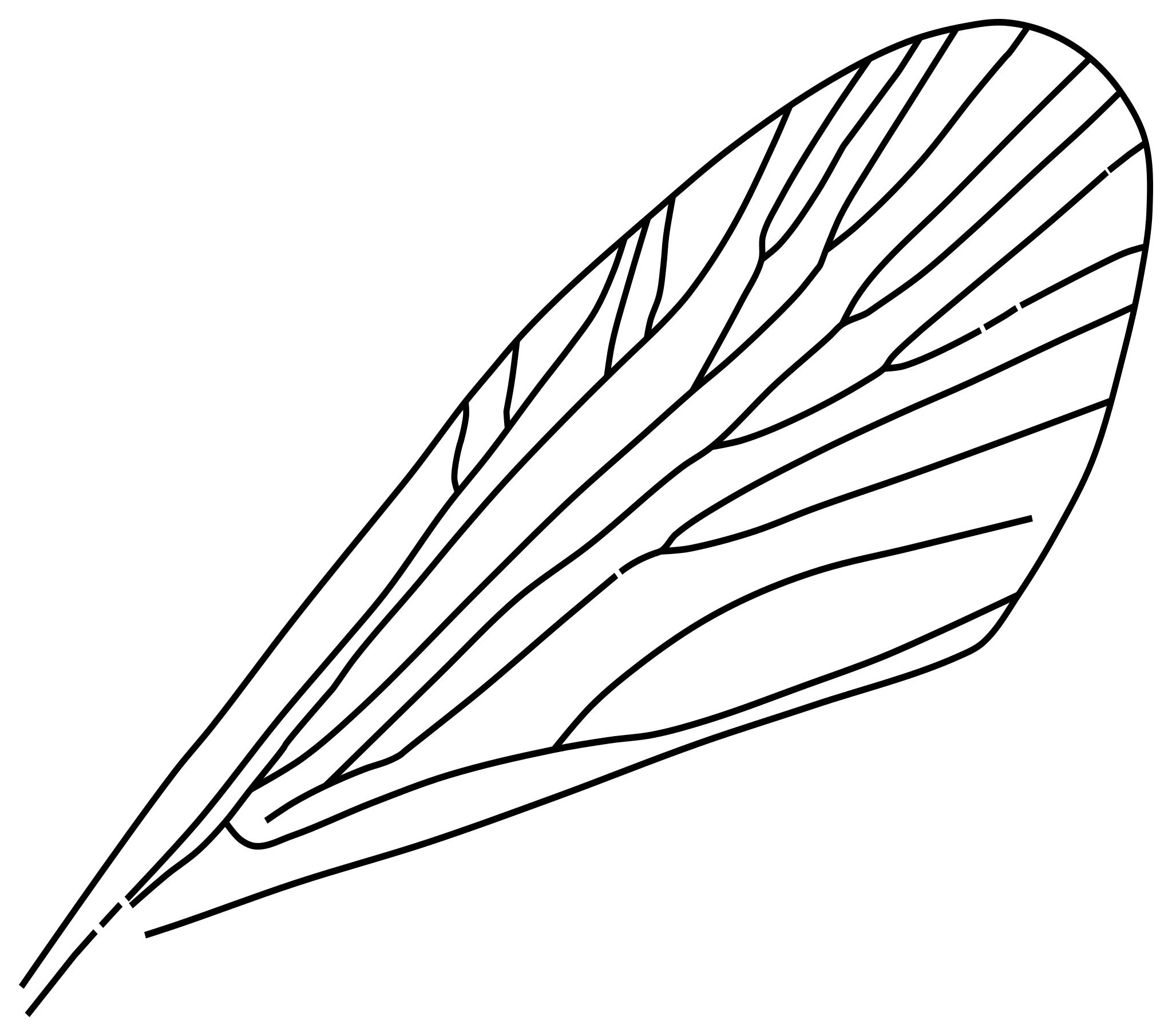 Free Images - insect wing svg.
