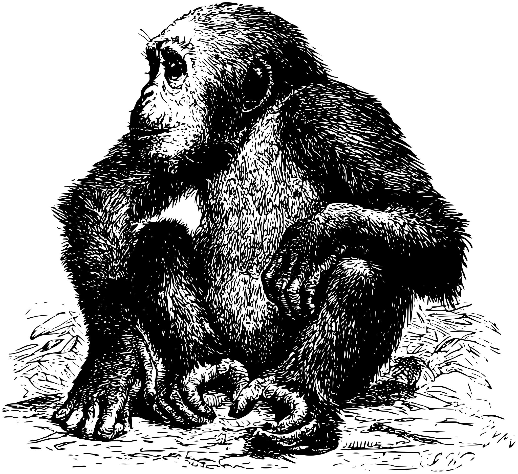 Шимпанзе горилла орангутан
