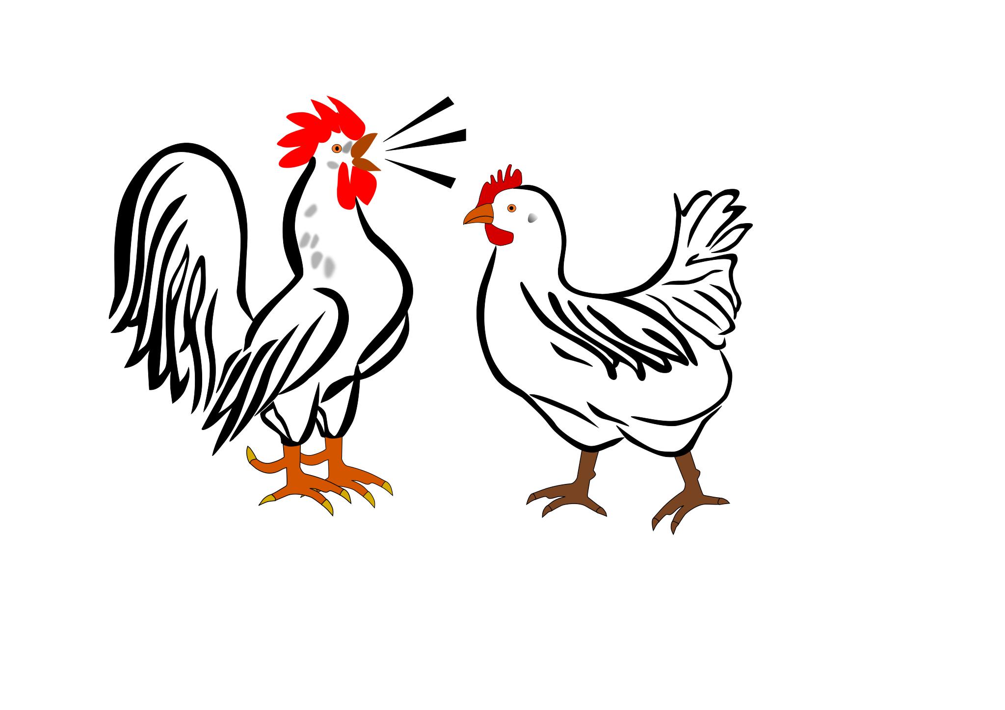 Курица и петух