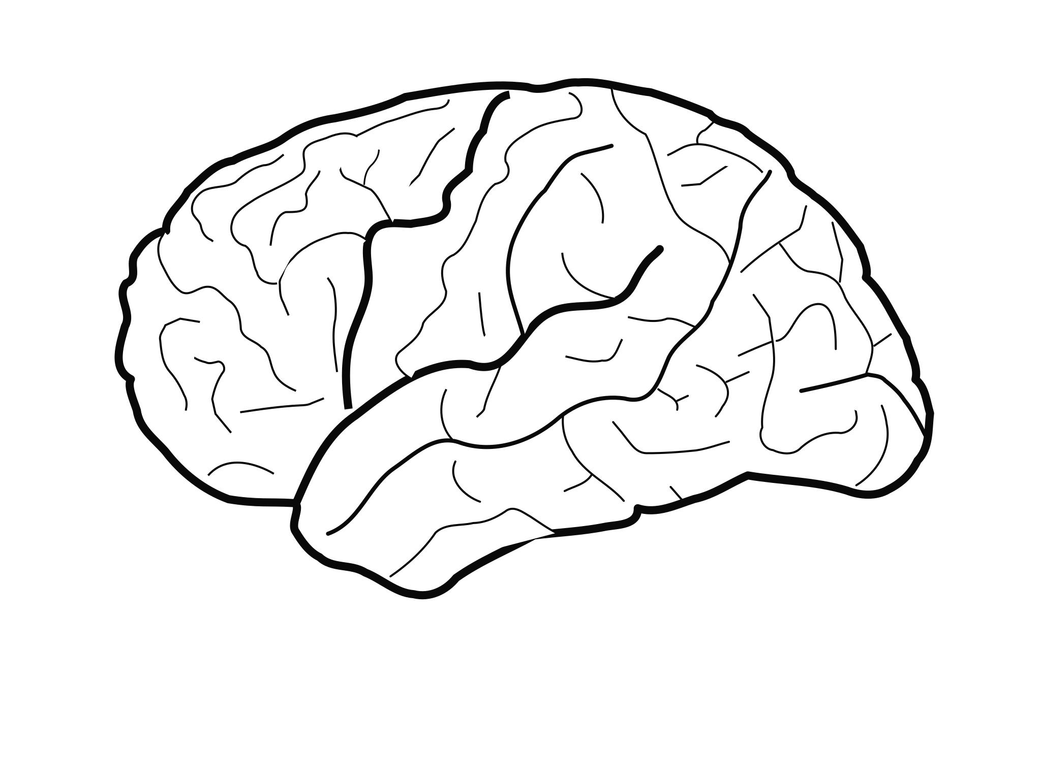 Мозг сбоку рисунок