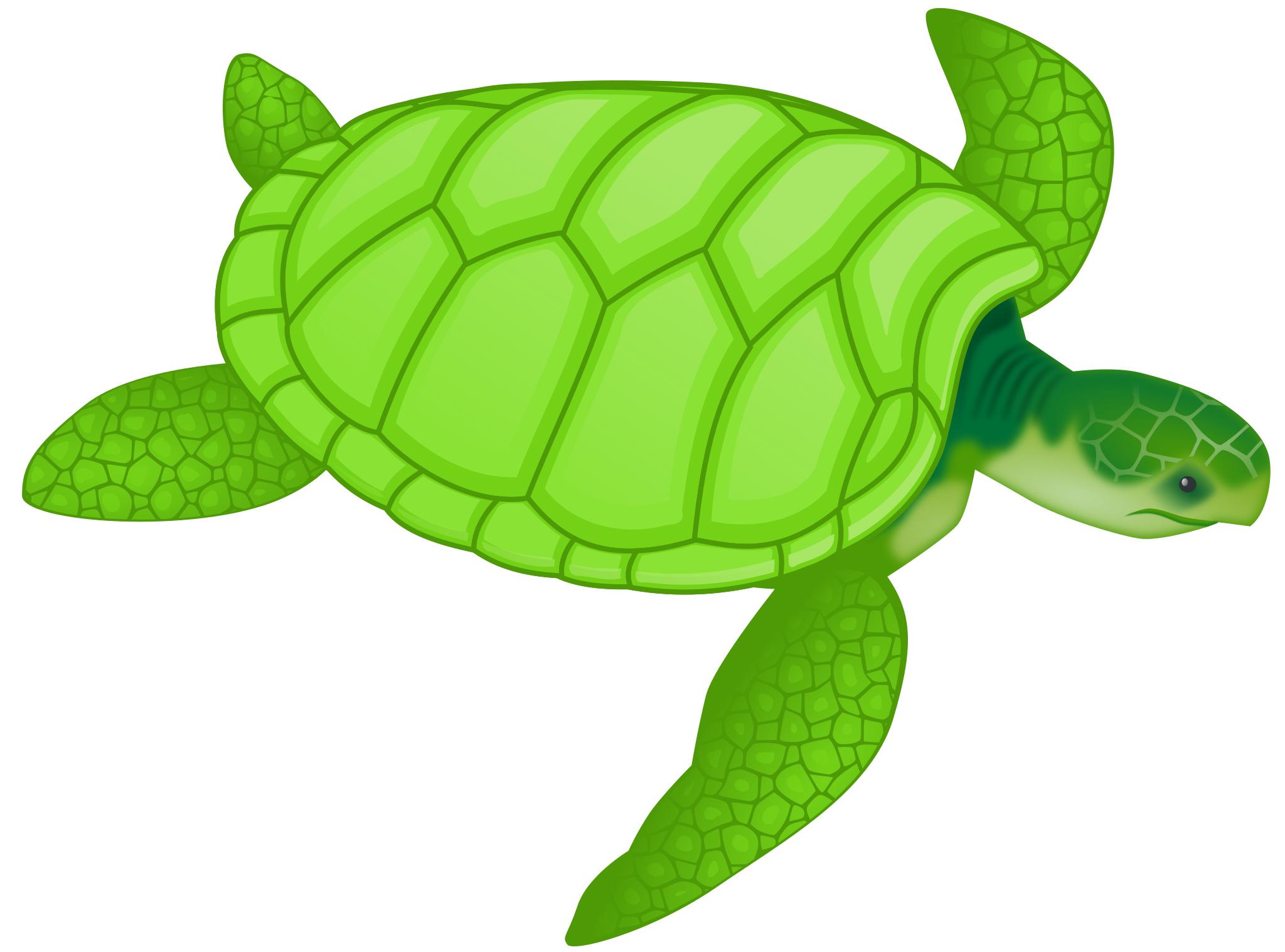 Морская черепаха для детей