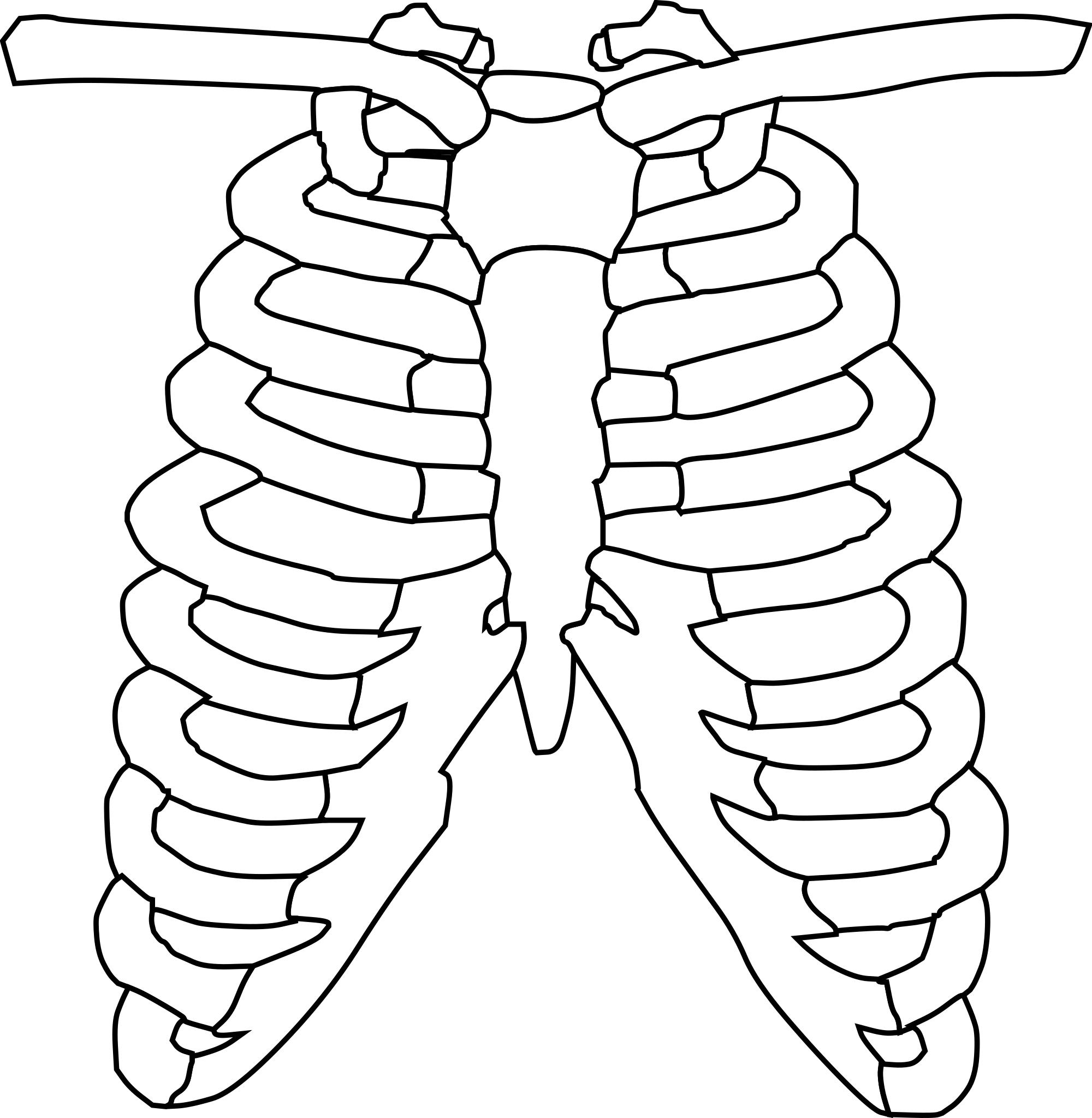 Скелет ребра