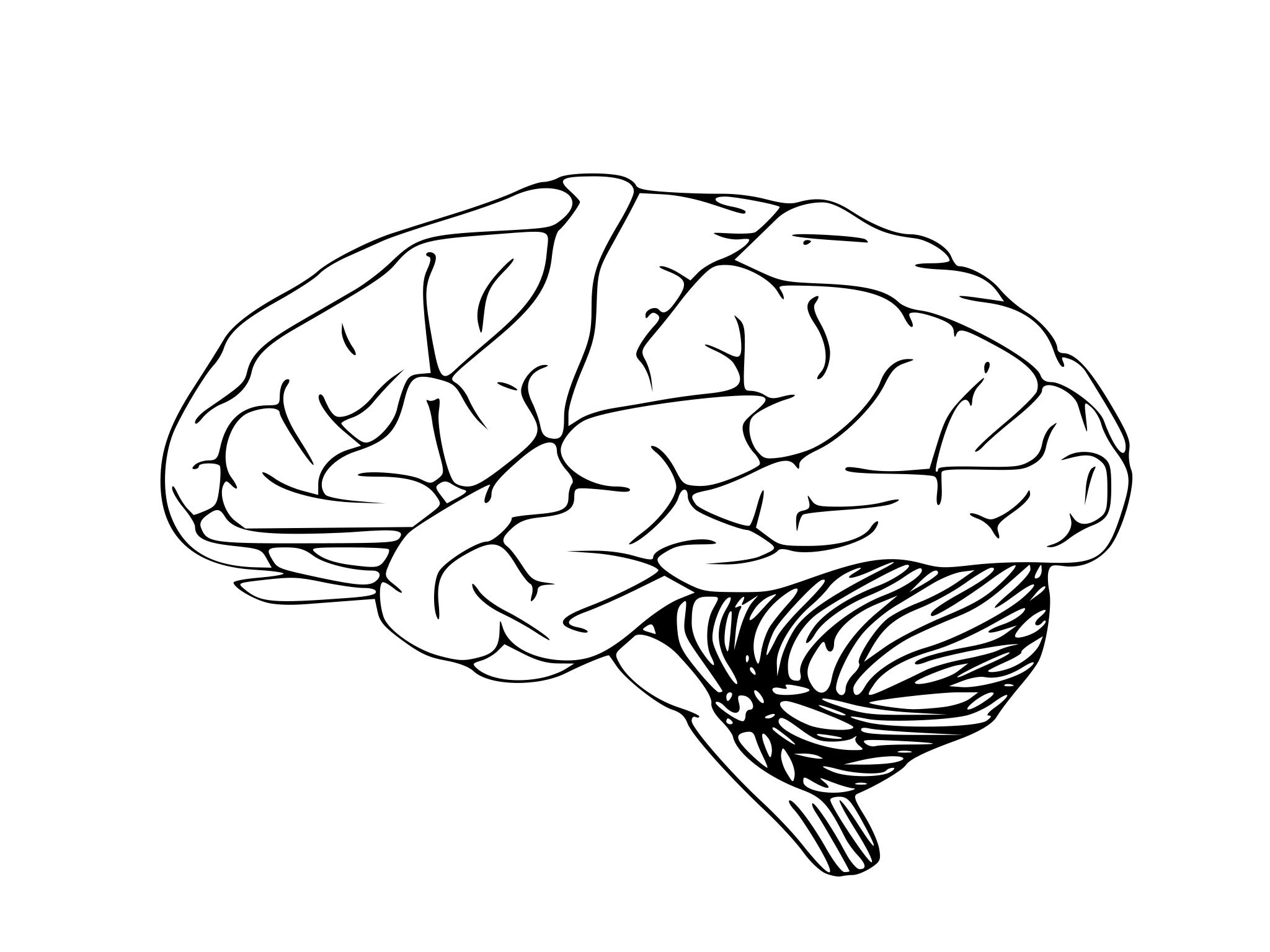 Минималистический рисунок мозга