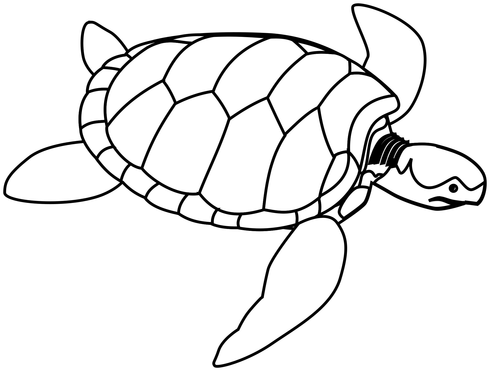 Free Images - green sea turtle lineart.