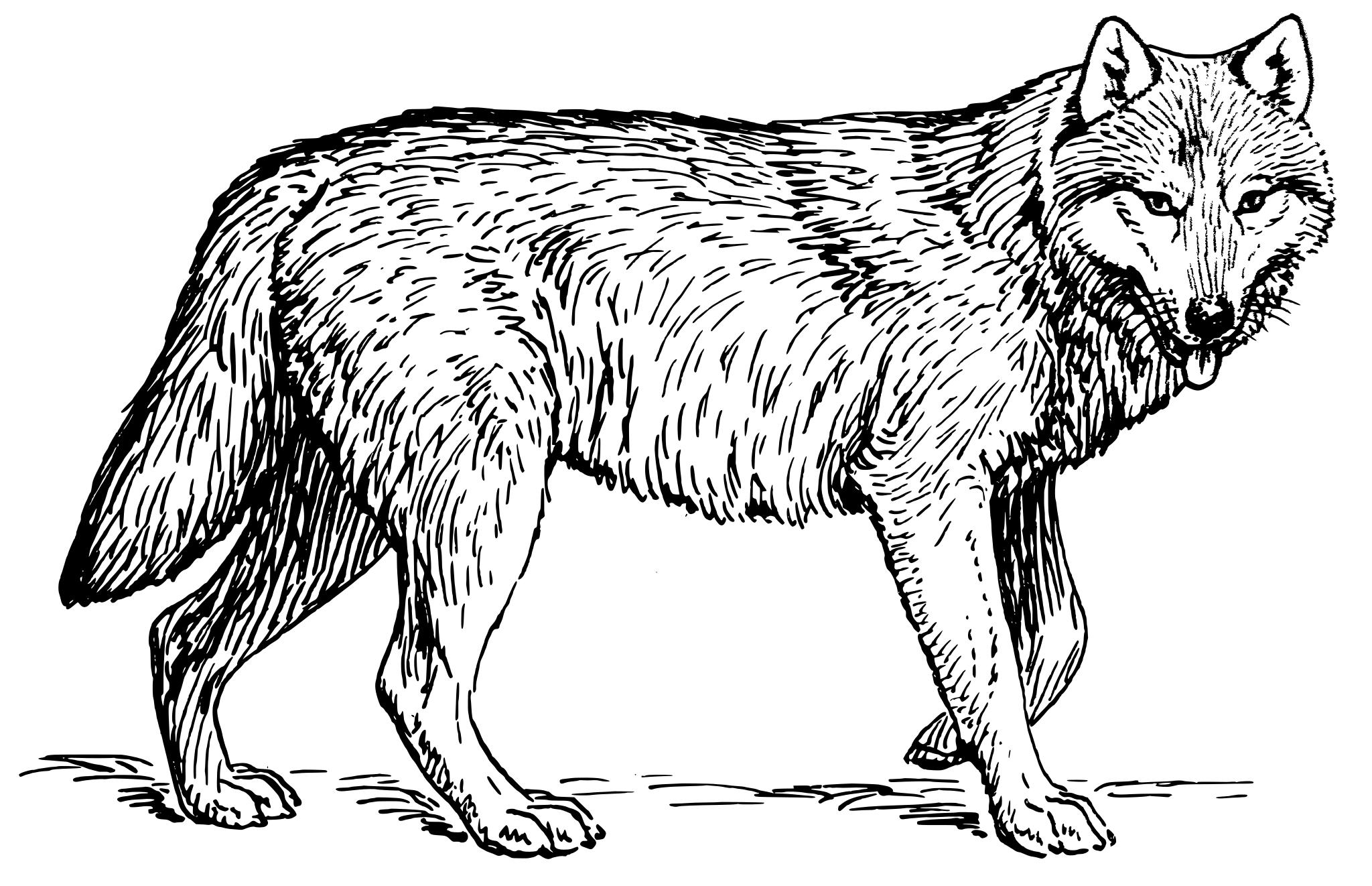 Раскраска животные волк