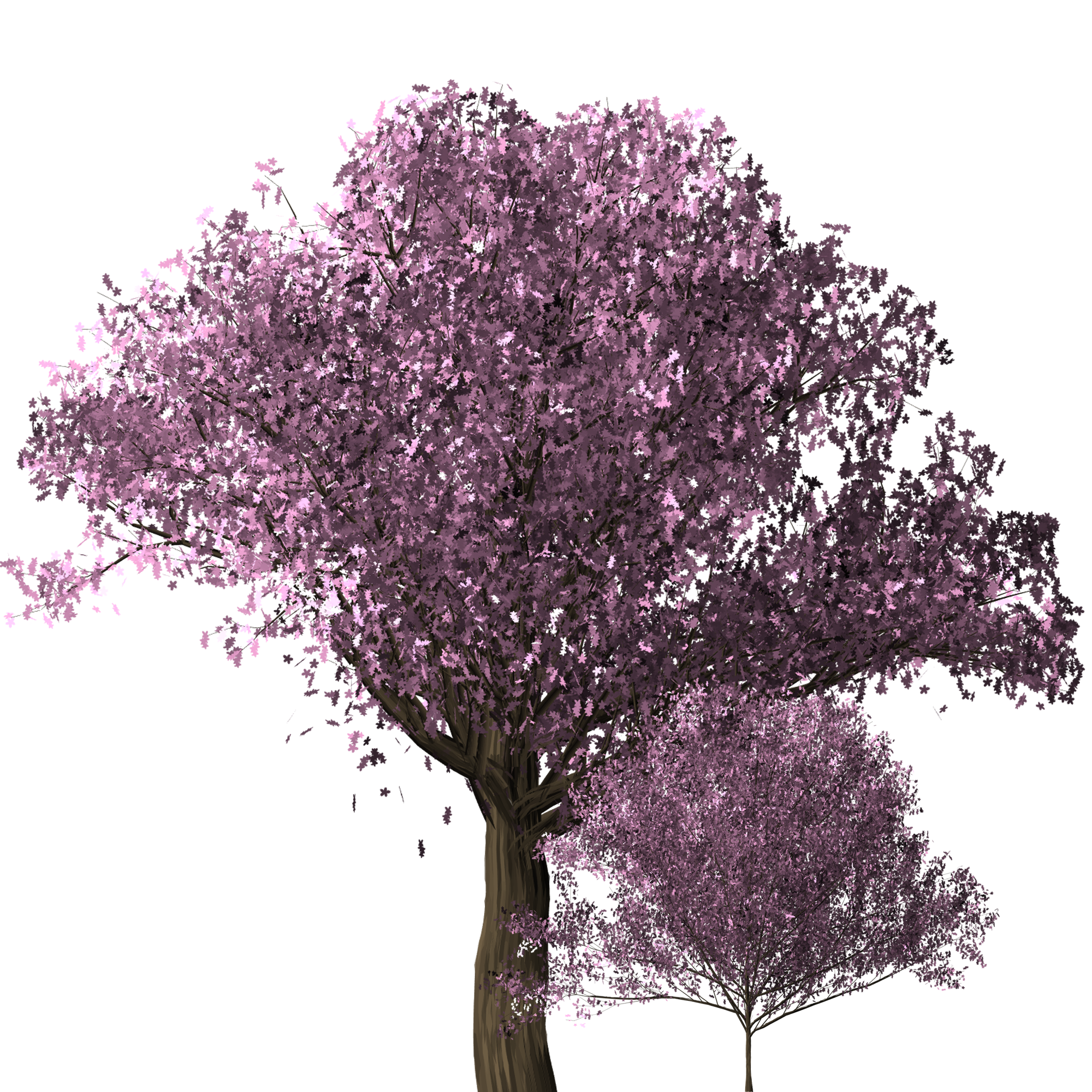 Free Images - cherry blossom tree cherry 2