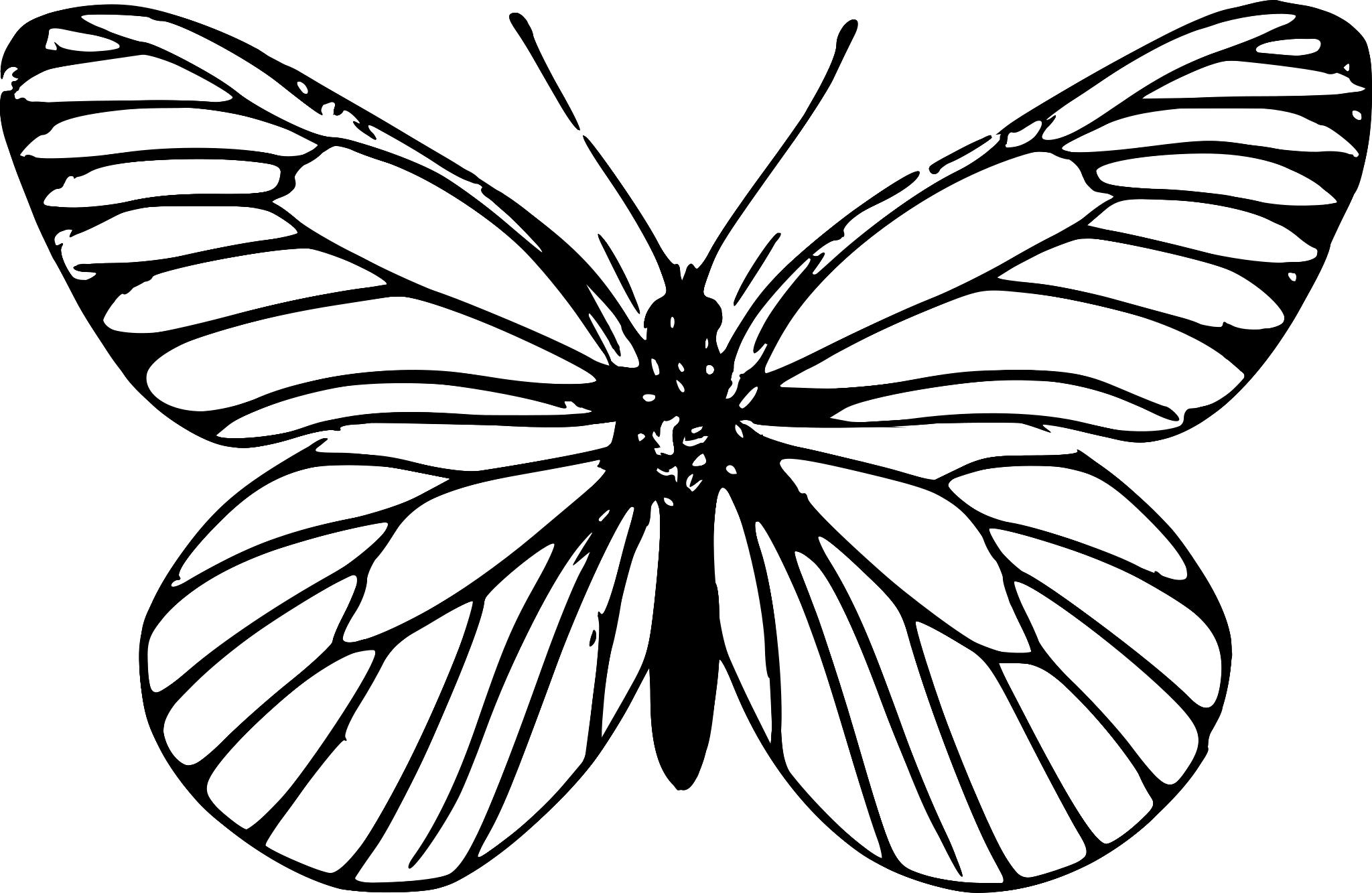 Бабочка контурный рисунок