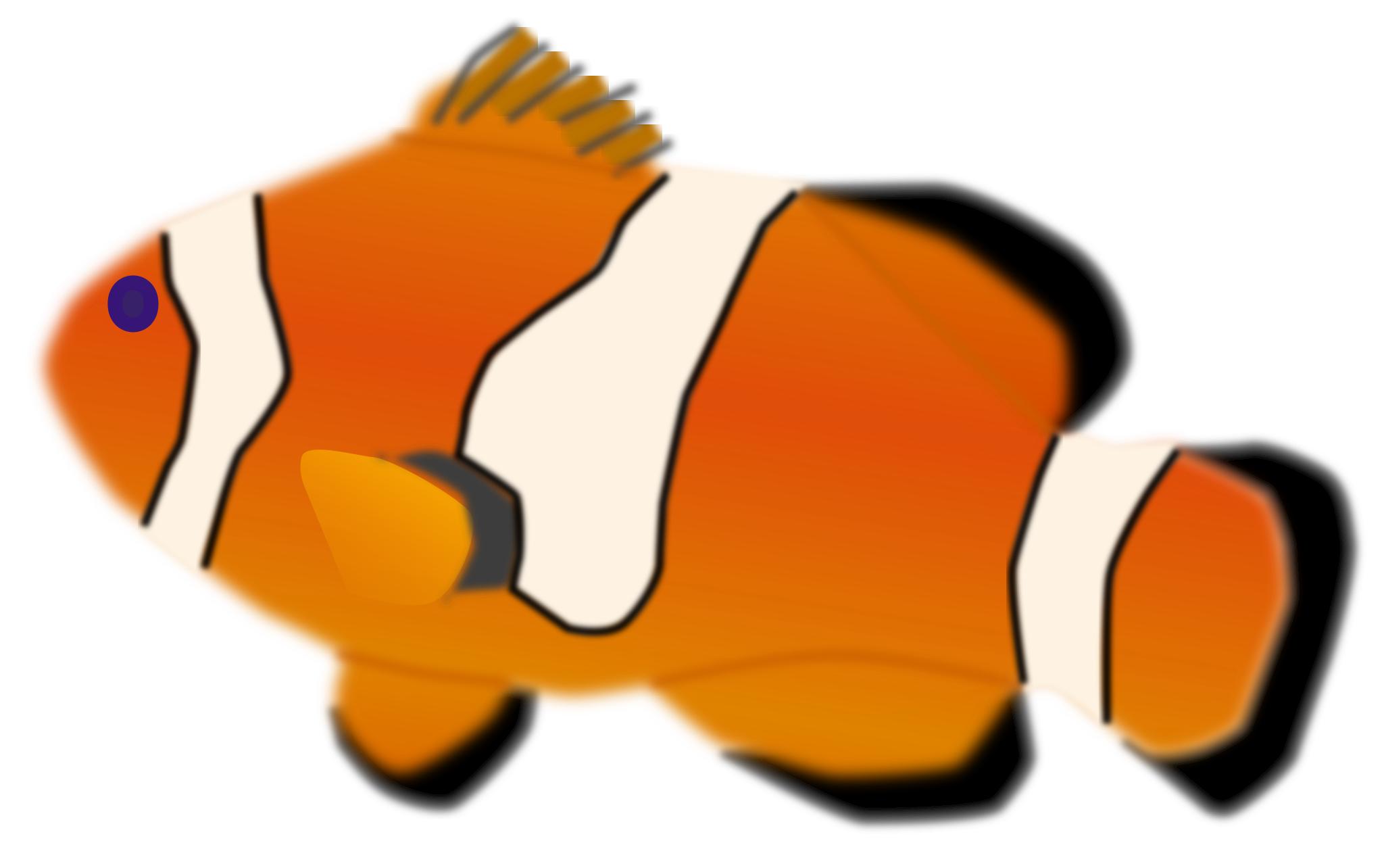 Рыба клоун оцеллярис рисунок