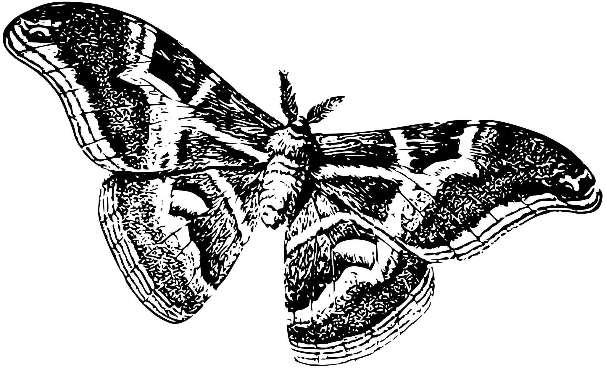 Тутовый шелкопряд черно белое