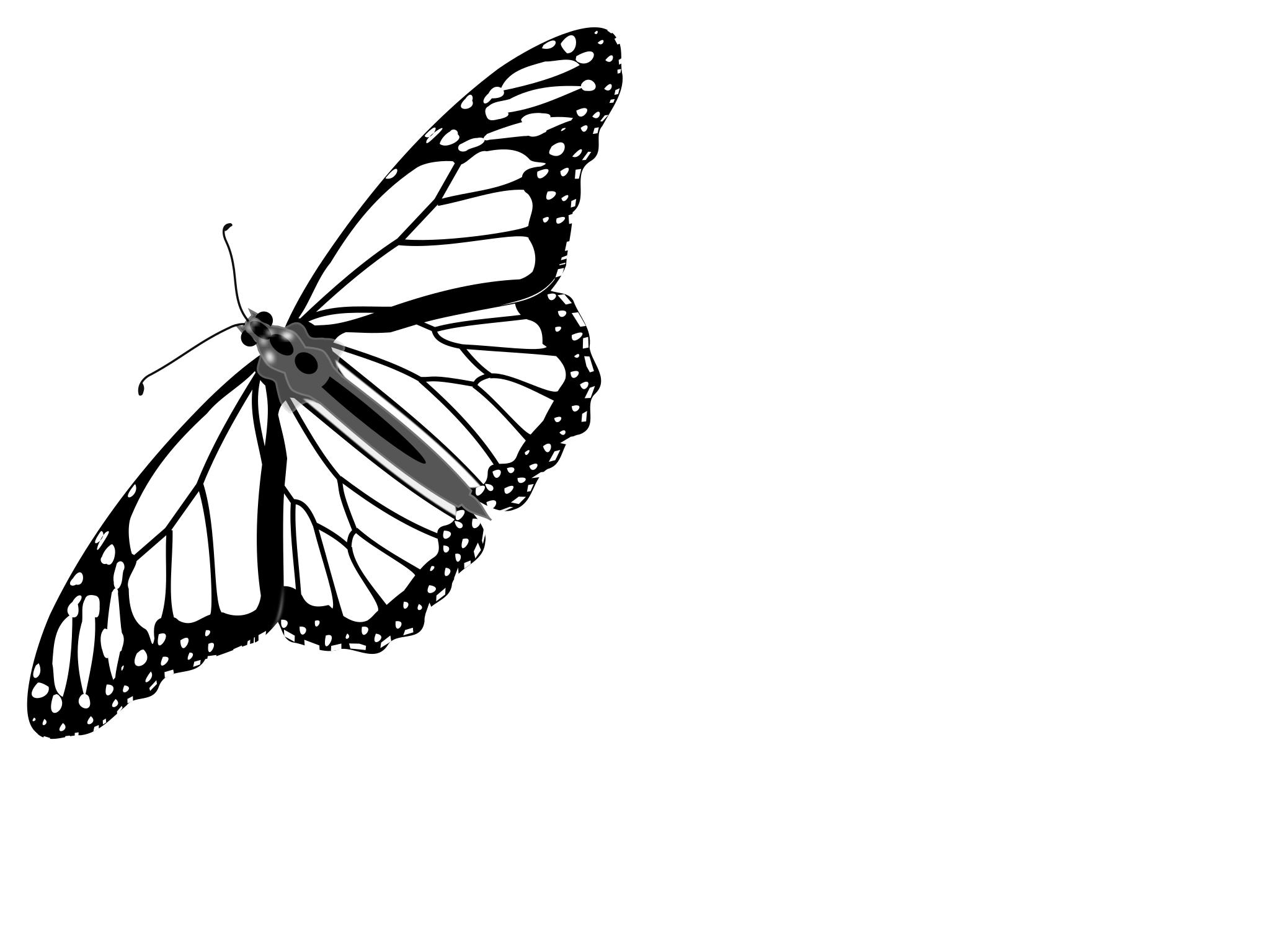Серые бабочки на белом фоне