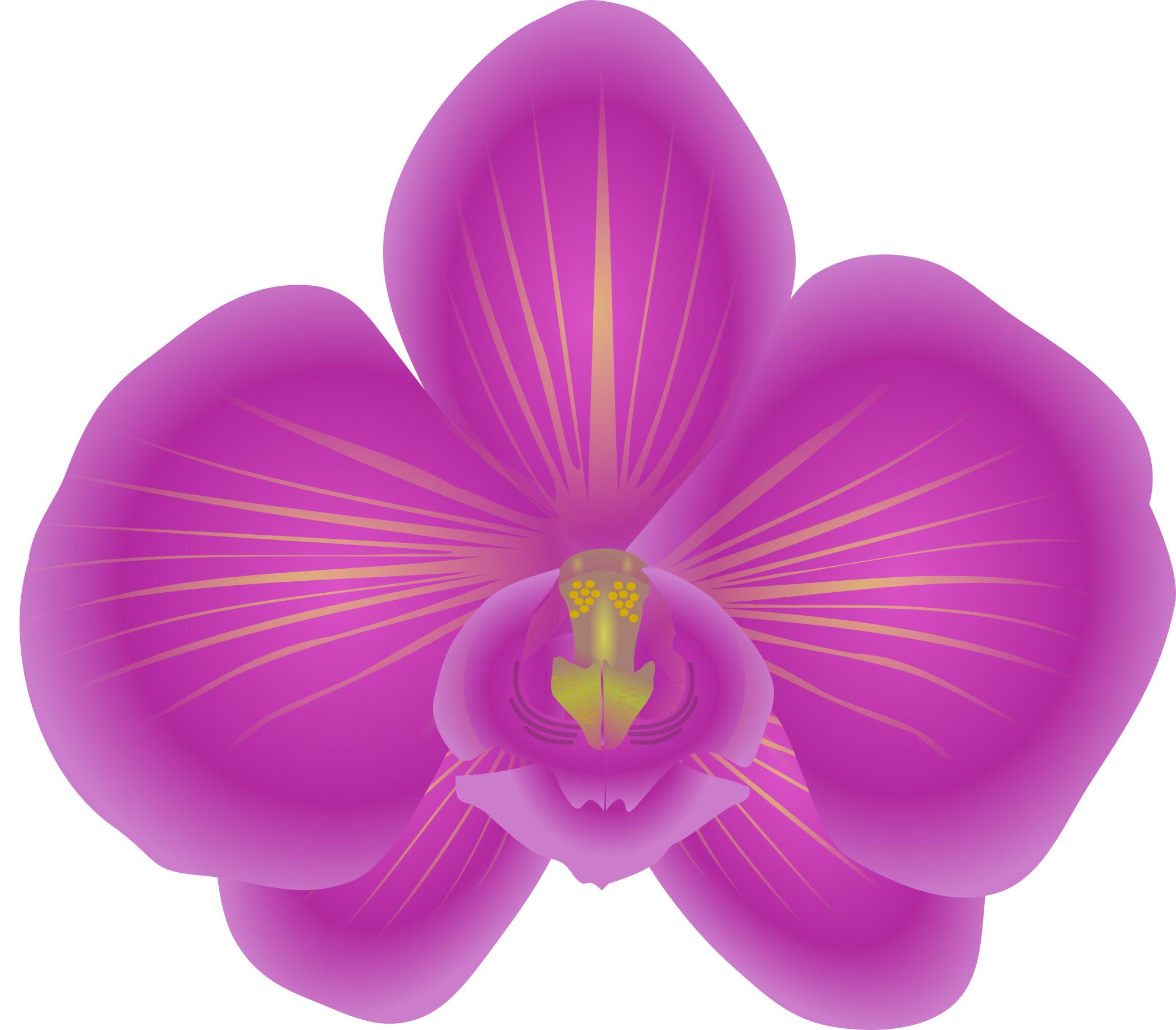 Орхидея сверху