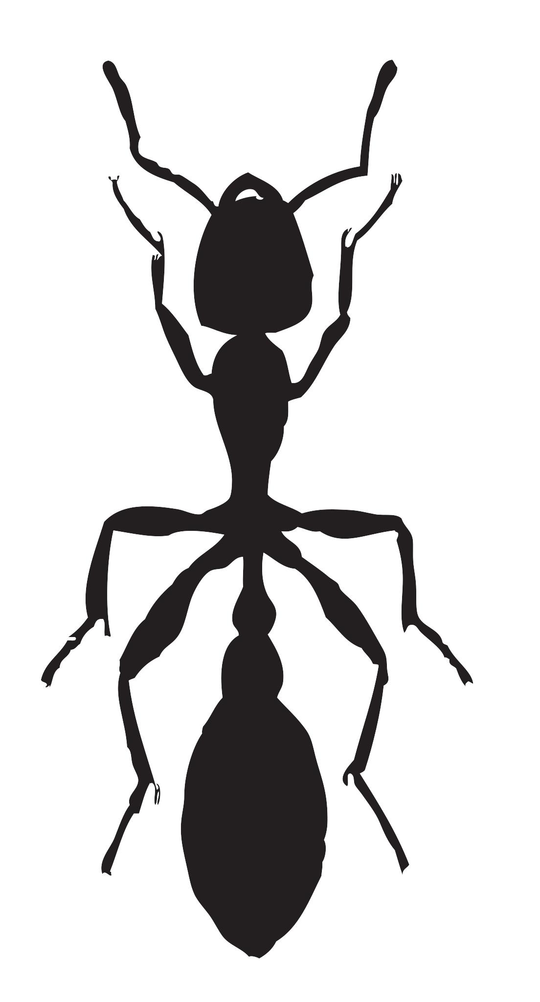 Стилизованное изображение муравья